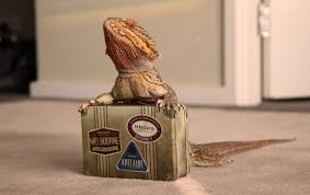 12 Pictures Of Pringle The Internet S Most Famous Bearded Dragon Techeblog Bearded Dragon Bearded Dragon Cute Dragon