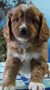 Black And Tan Cavapoo My Cavoodle Cavapoo 6 Weeks Old Cavapoo Poodle Mix Puppies