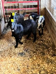 Some of what is here 8/10/2024