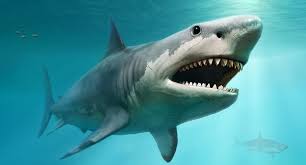 Great white sharks (carcharodon carcharias) are the world's biggest predatory fish, measuring on average 4.5m (15ft) in length. Giant Ancient Sharks Had Enormous Babies That Ate Their Siblings In The Womb