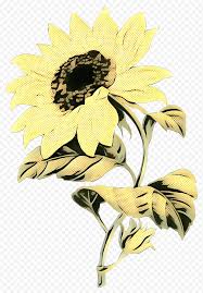 Heliantus annus atau bunga matahari adalah bunga yang populer sebagai tanaman hias dan bunga potong. Bunga Bunga Matahari Biasa Desain Bunga Bunga Potong Kuning Tanaman Biji Bunga Matahari Bumblebee Png Klipartz