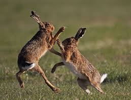 Pin By Vklosterkamp On Studies In 2020 Wild Hare Wild Rabbit Animal Sketches