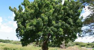 Image result for Meliaceae