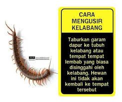 Caranya, sediakan air perahan lemon, campurkan dengan sedikit air. Cara Mengusir Kelabang Lipan Kaki Seribu Kesehatan Obat Alami Tanaman Obat