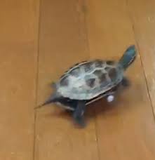 거북이용 스케이트보드 추천점 - 🥸일상(익명) - 침하하