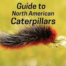 Older caterpillars can grow up to 1.7 inches (4.5 cm) and are covered in white and black setae; North American Caterpillar Identification Owlcation