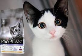 Pro Plan Yavru Kedi Mamasi Yorum Pro Plan Junior Suzionline