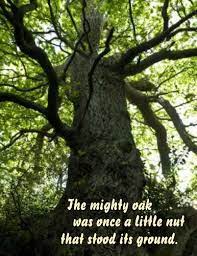 Oaks are more likely to be struck by lightning than other trees. Available At Designer S Website Mighty Oaks Tree Quotes Tree