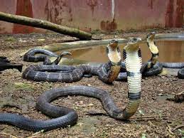 Mangalore Map Beaches And Tourist Places Poisonous Animals King Cobra Snake Snake
