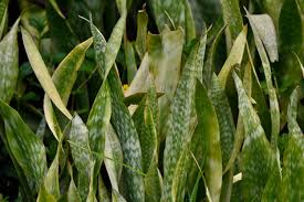 Image result for Sansevieria hyacinthoides