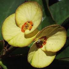 Image result for Euphorbia lissosperma