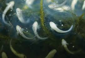 Here's how you can find, tame and breed axolotls. Axolotl Breeding Reptiles Magazine