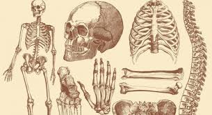 Think you know a lot about halloween? The Human Skeleton Quiz Accurate Personality Test Trivia Ultimate Game Questions Answers Quizzcreator Com