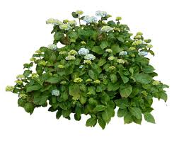 World's simplest online portable network graphics transparency maker. Green Plant Piante Arbusti Progettazione Di Giardini