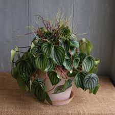 Image result for Peperomia