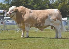 Black And White Cow Breeds Uk Simmental Farm Cow Bull Cow Breeds Of Cows