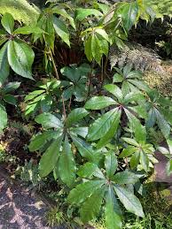 Image result for Astropanax