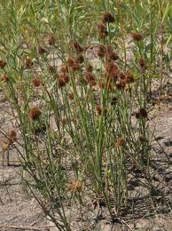 Image result for Juncus punctorius