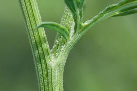 Image result for Parthenium