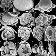 Image result for Polygala usafuensis