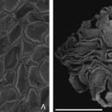 Image result for Coptosperma zygoon