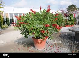 Image result for Erythrina crista-galli