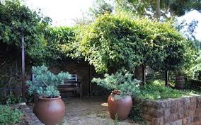 Image result for Rhoicissus digitata