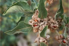 Image result for Withania