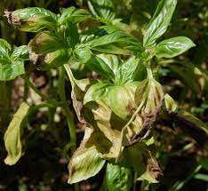 It is possible that your leaves curl up or down or turn yellow, brown, red or even get spots. What Is Wrong With My Basil Plant Nc State Extension