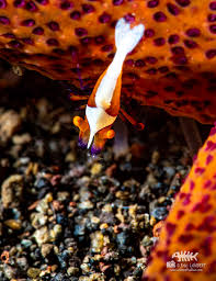 Image result for Corallocarpus schimperi