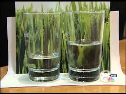 The seeds are intended for growing young leaves. Ocean Solution Plant Mineralizer Youtube