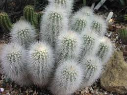 They are for the most part hardy, resilient, and easy to care for. The Cactus Echinocereus Nivosus Planting Succulents Alpine Plants Succulents