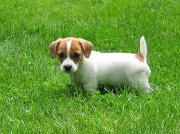 Cute Jack Russell Terrier Puppy Terrier Breeds Chart