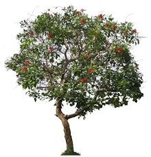 Temukan 100.000 pilihan gambar daun menakjubkan, unduh gratis gambar daun bidara & kelor. Dadap Merah Pohon Merah Gambar