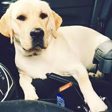 Maybe you would like to learn more about one of these? Rosewood English Labrador Retrievers Home Facebook