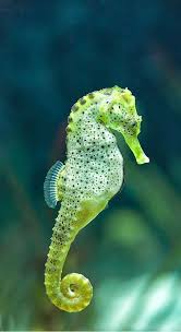 Marine Animals Marine Animals Animals Marins Meerestiereaquarell Meerestiereausmalen Al In 2020 With Images Underwater Animals Beautiful Sea Creatures Marine Animals