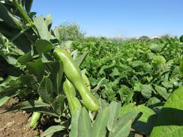 Image result for Vicia faba