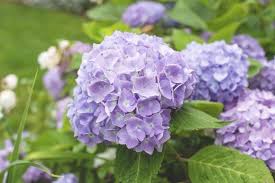Image result for Hydrangea