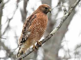 A hawk of the woodlands, often heard before it is seen. Red Shouldered Hawk Ebird