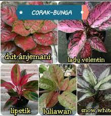 Mempunyai taman di halaman rumah memang menjadi kemauan oleh seluruh orang. Jual Paket 5 Jenis Bunga Aglonema Di Lapak Corak Bunga Taman Bukalapak