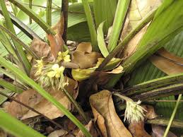 Image result for Molineria