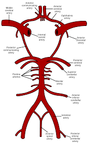 The circle of willis (circulus arteriosus cerebri) is an anastomotic system of arteries that sits at the base of the brain. Circle Of Willis Wikipedia