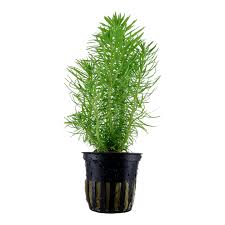 Image result for Pogostemon rogersii