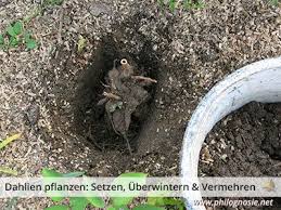 Dahlien Pflanzen Tipps Zum Setzen Uberwintern Vermehren Dahlien Pflanzen Und Gartenpflanzen