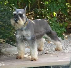 If you are looking to adopt or buy a miniature schnauzer take a look however, free miniature schnauzer dogs and puppies are a rarity as rescues usually charge a small adoption fee to cover their expenses (usually. Miniature Schnauzer Breeders Schnauzer Puppies For Sale In Houston Texas Schnauzer Puppy Puppies For Sale Puppies