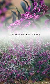 Some of the bushes produce big beautiful blossoms. Deer Resistant Beauty Pearl Glam Callicarpa Deer Resistant Plants Deer Resistant Shrubs Beautiful Flowers Garden