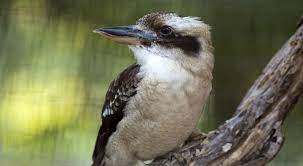 Gigas) of australia that is about the size of a crow and has a call resembling loud laughter —called also laughing jackass. Are Kookaburras Laughing Or Screaming