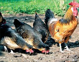 Brabançonne is de eerste belgische muzikale komedie. The Brabanconne Chicken Backyard Poultry