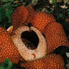 Image result for Asplenium uschiae