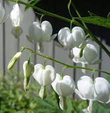 Using Photos As A Garden Journal Finegardening